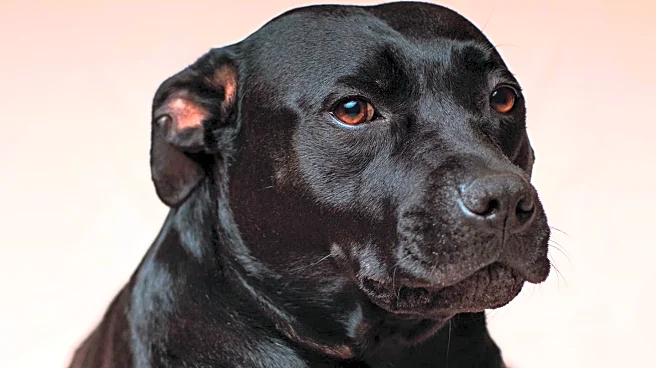 Nutritional Influence on Black Dog Coat Color Explored in Recent Studies