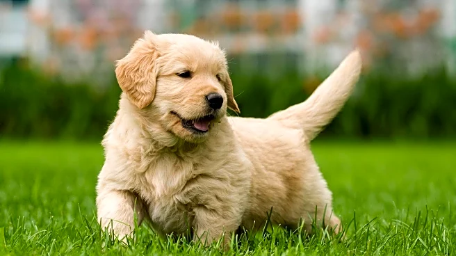 Golden Retriever Puppy Video Highlights Playful Tail-Chasing Antics