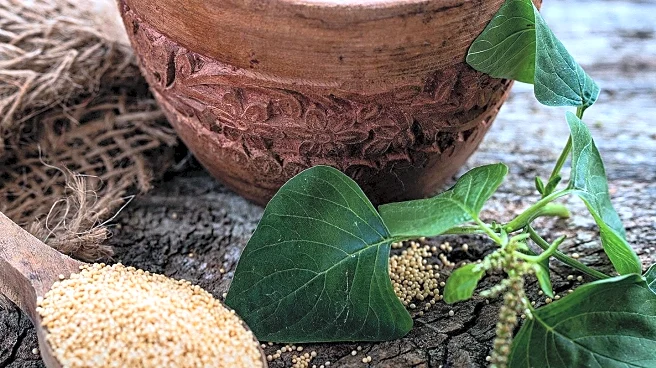 Amaranth Recognized as One of the Healthiest Carbs, Surpassing Brown Rice and Quinoa