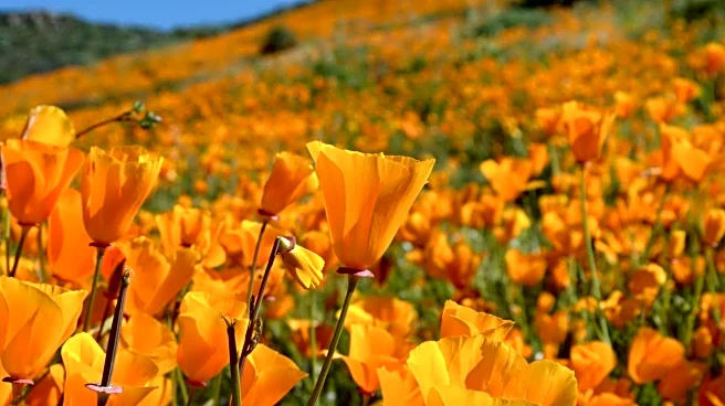 Plant Bingo Events in Southern California Foster Community and Plant Education