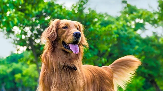 Rescued Golden Retriever's Joyful Reaction to First Toy Captivates Internet