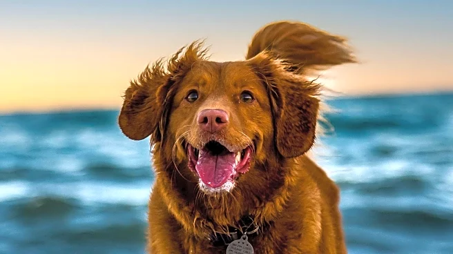 DNA Test Reveals Unexpected Breed Mix in Rescue Dog, Surprises Owner