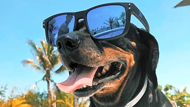 Kennel Club of Palm Springs Hosts Major Dog Show with Over 1800 Entries