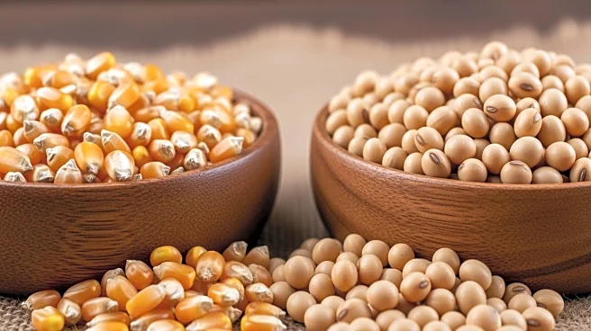 USDA Reports Decline in Corn and Soybean Sales Amidst Trade Developments