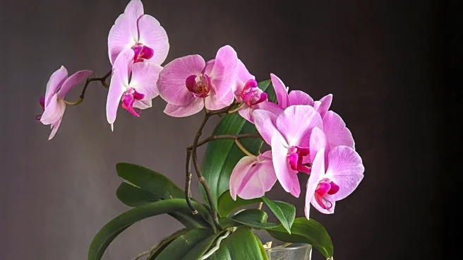 Orchid Expert Paul Gripp Passes Away at 93, Leaving Legacy in Horticulture