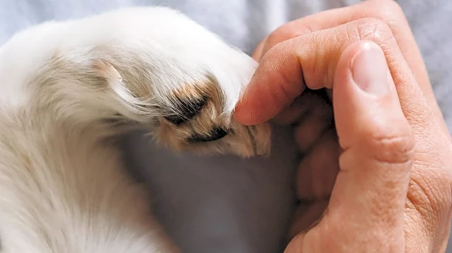 Veterinarian Discusses Impact of Sleeping with Dogs on Human-Animal Bond