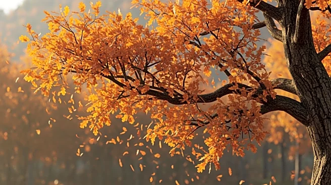 The Witcher 3 HDRP NextGen Edition 2026 to Feature Enhanced Wind Simulation and Character Details