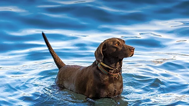 Kansas Woman's Pond Dye Mishap Turns Dog Blue, Sparks Hilarious Chaos