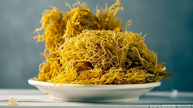 Sea Moss Gummies: Health Benefits and Risks for Consumers
