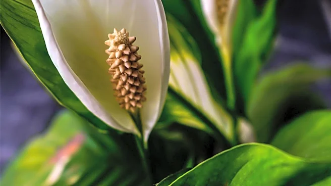 Peace Lily Care Tips: How to Encourage Blooming