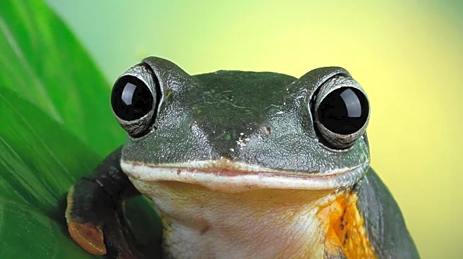 Kambo Frog Venom Ceremonies Gain Popularity for Alleged Health Benefits