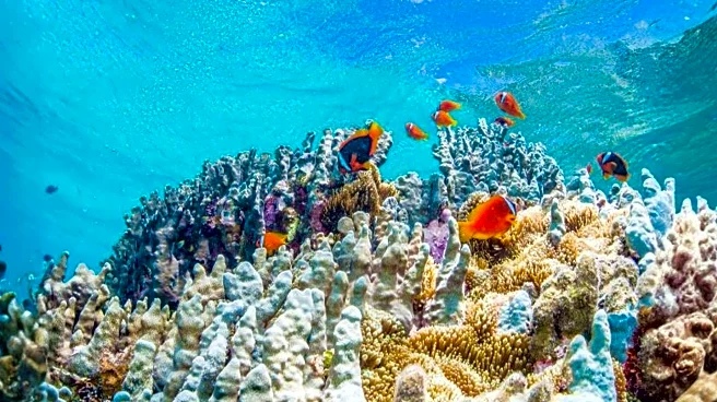 Sudamala Resorts Implements Solar Power and Coral Reef Restoration to Promote Sustainability