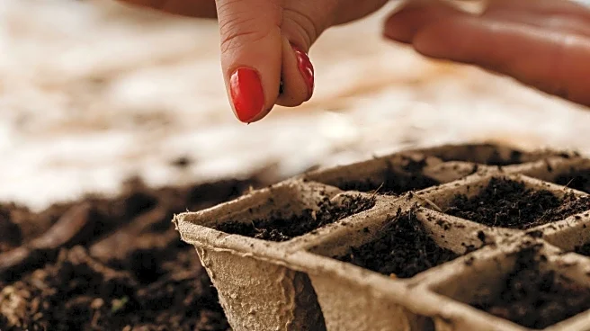The Plant Lady Offers Seed Starting Tips for Spring Gardening