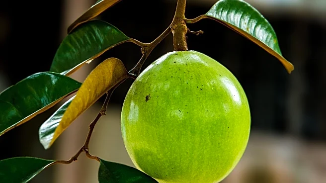 Monk Fruit's Health Benefits Extend Beyond Sweetening, New Study Reveals