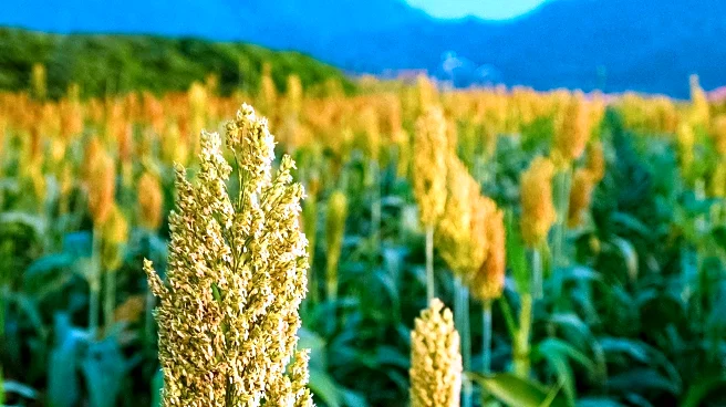 Sorghum's Versatility Highlighted in DRG Agriculture Podcast