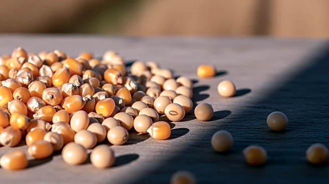 U.S. Corn and Soybean Futures Decline Amid Weak Export Sales