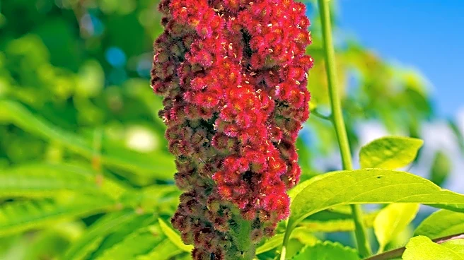 Gro-Low Sumac Recommended for Low-Maintenance Sidewalk Planting