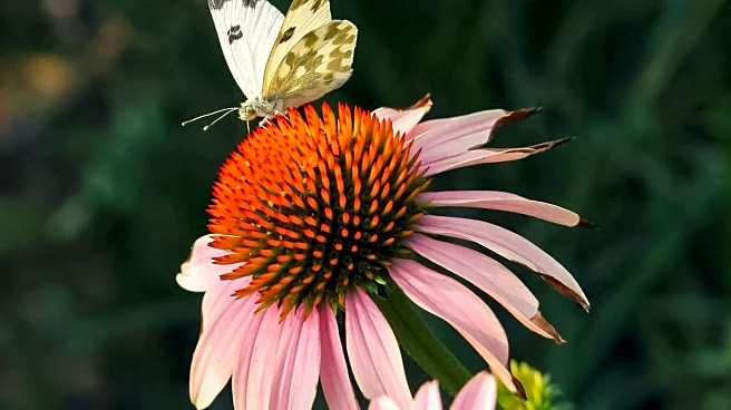 Native Plant Catalogs Promote Pollinator-Friendly Gardening in Lehigh Valley