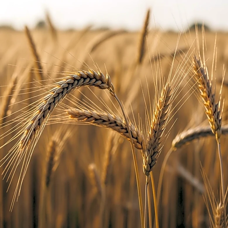 India Secures Agricultural Protections in New US Trade Agreement