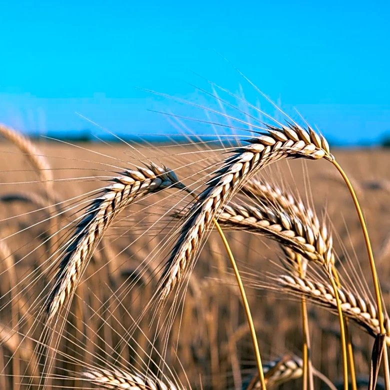 Agriculture Groups Advocate for USMCA Renewal Amid Review