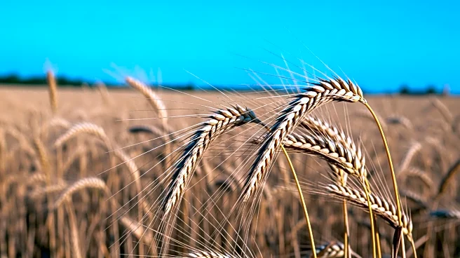 Agriculture Groups Advocate for USMCA Renewal Amid Review