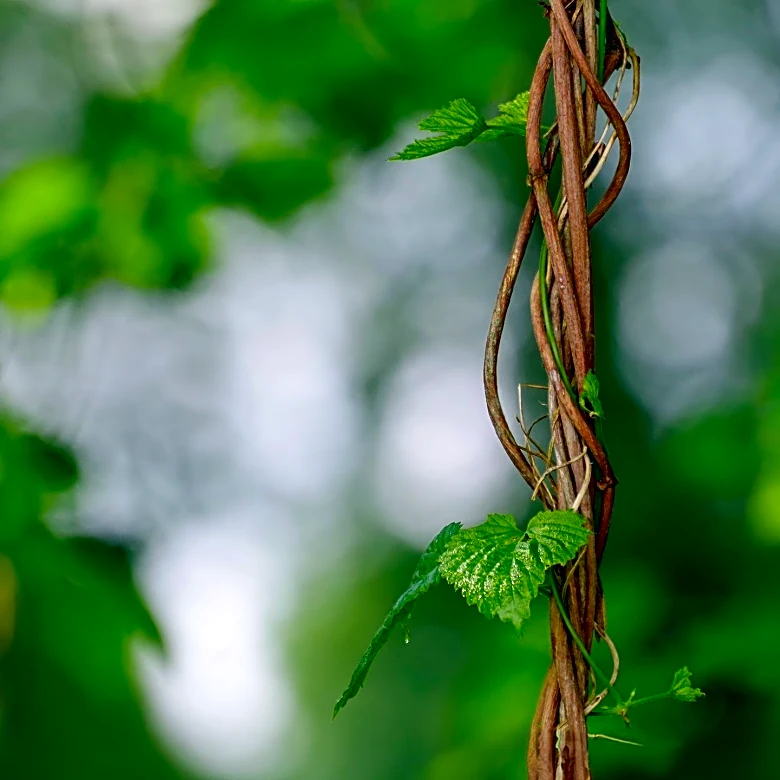 Close-up Photographer of the Year Awards Celebrate Nature's Hidden Wonders