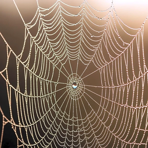 14-Year-Old Photographer Wins Top Prize in Major Close-Up Photography Competition