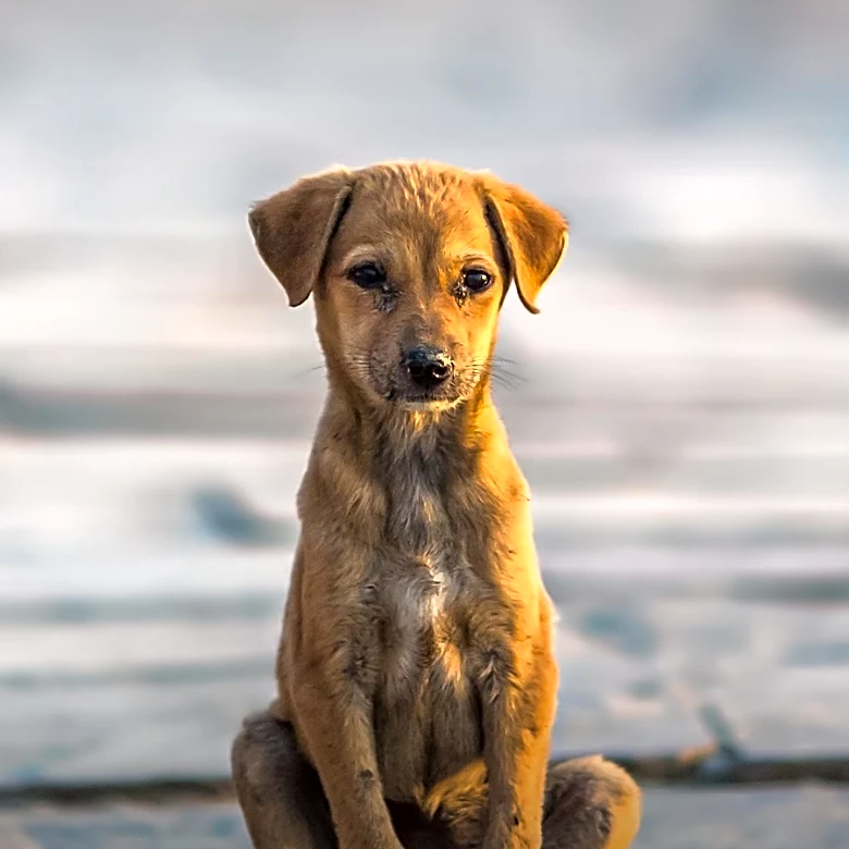 Ohio Shelter Seeks Special Home for Rescued 'Feral' Pup