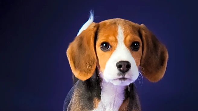 Young Cancer Patient Fulfills Dream at Westminster Dog Show