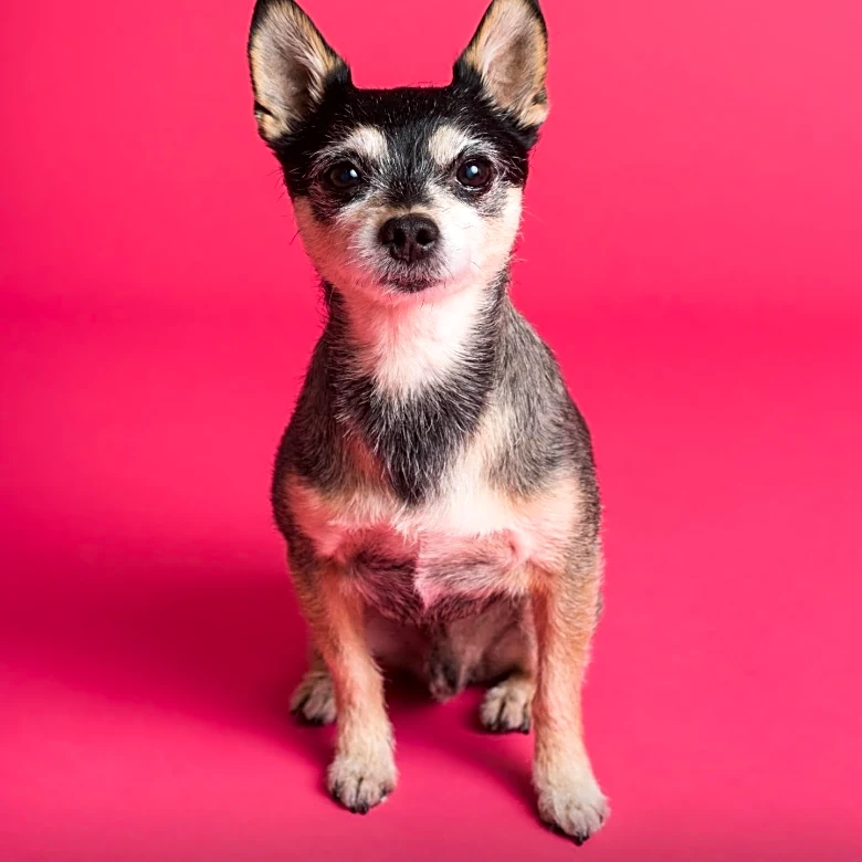 Tiny Long-Haired Chihuahua in Pink Sweater Captivates Social Media with Adorable Charm