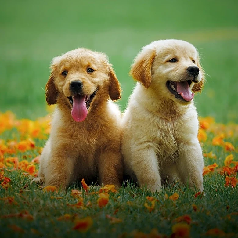 Puppy Bowl 2026: A Heartwarming Event Promoting Pet Adoption