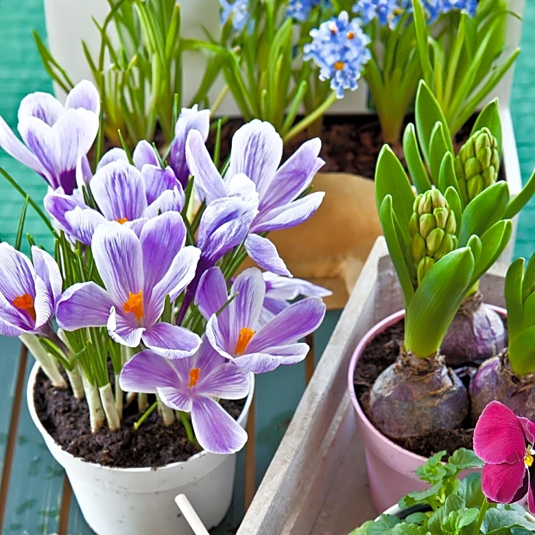 Gardeners Encouraged to Prune Winter Gardens for Springtime Blooms