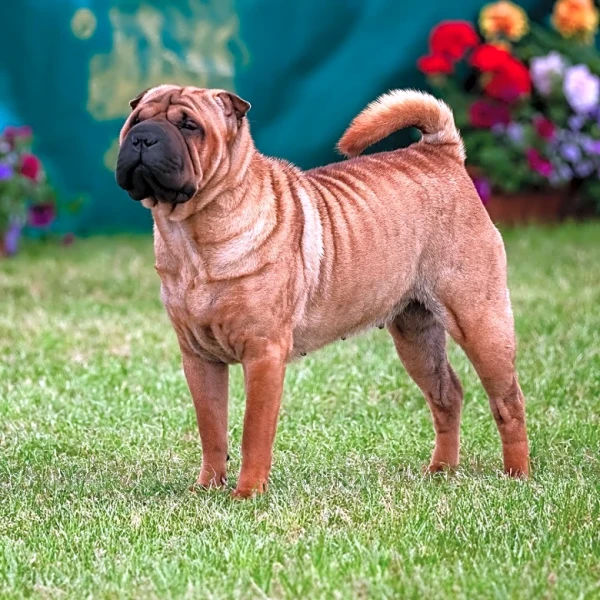 Kennel Club of Texarkana Hosts Successful Dog Show with Diverse Breeds