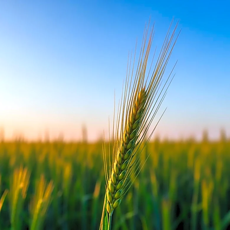 Deere  Company, Corteva, and Bunge Global Highlight Top Agriculture Stocks to Watch