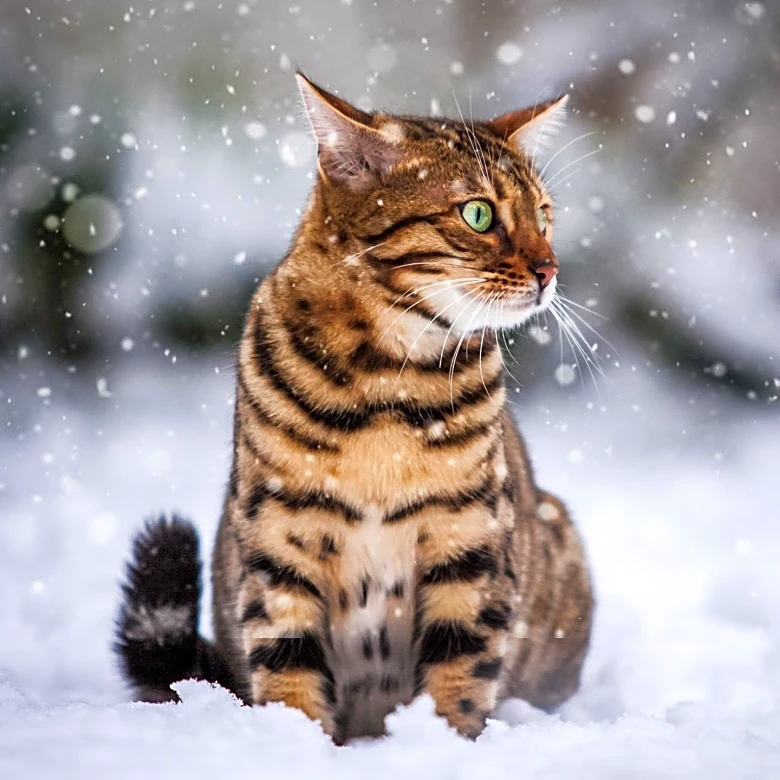 Cat Owner Brings Snow Indoors for Disabled Pet, Captivating Online Audience