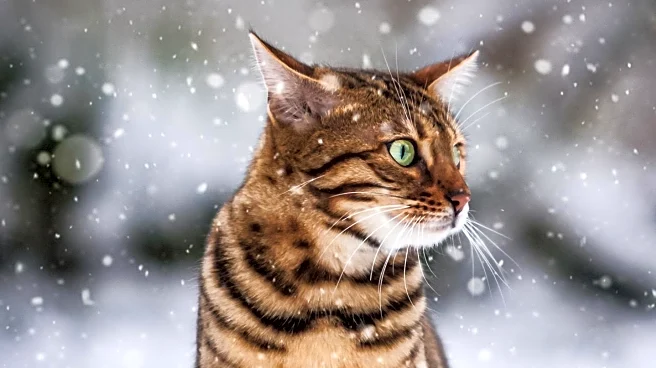 Cat Owner Brings Snow Indoors for Disabled Pet, Captivating Online Audience