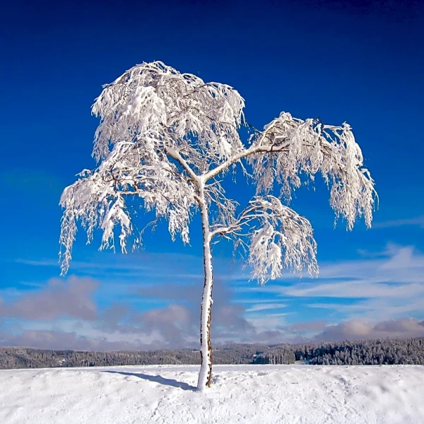 Finger Lakes Region Offers Scenic Winter Hiking Opportunities