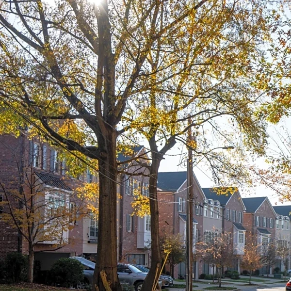 Philadelphia's Chestnut Hill Recognized for Its Enviable Suburban Lifestyle