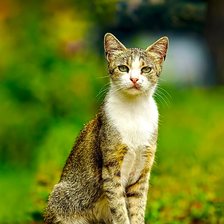Stray Cat Causes Alarm by Entering Home Through Vents, Surprising Residents