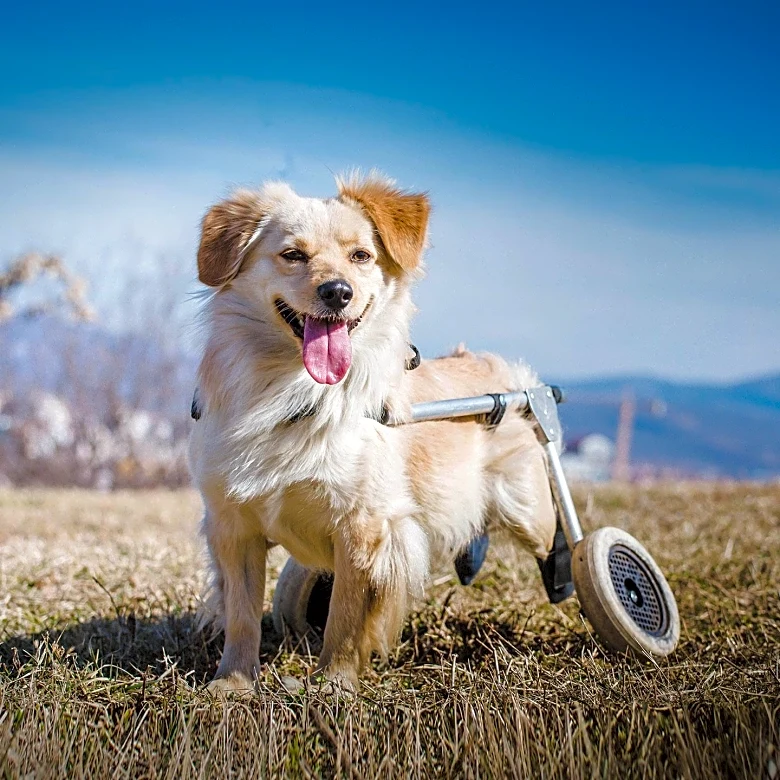 Rescue Dog's Heartwarming Transformation Highlights Importance of Second Chances
