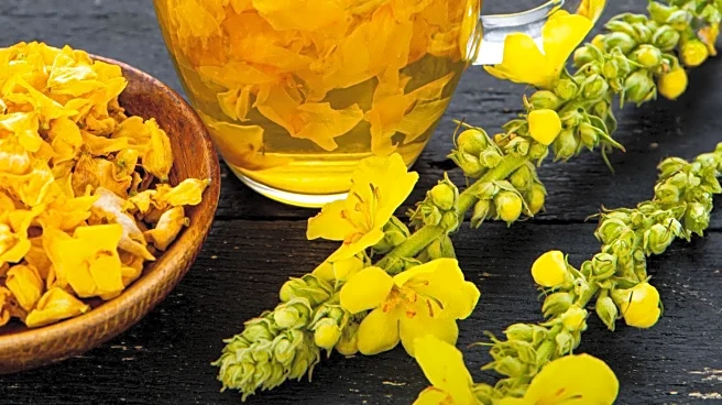 Wellness Influencers Promote Mullein Leaf as Lung Cleanse, Experts Warn of Health Risks