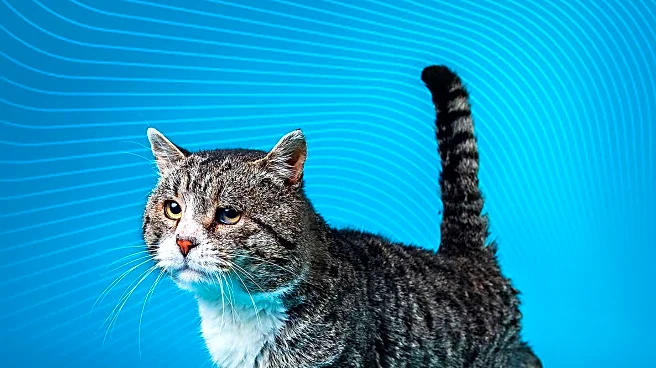 Viral Video of Cat's Drive-Thru Adventure Captivates Internet