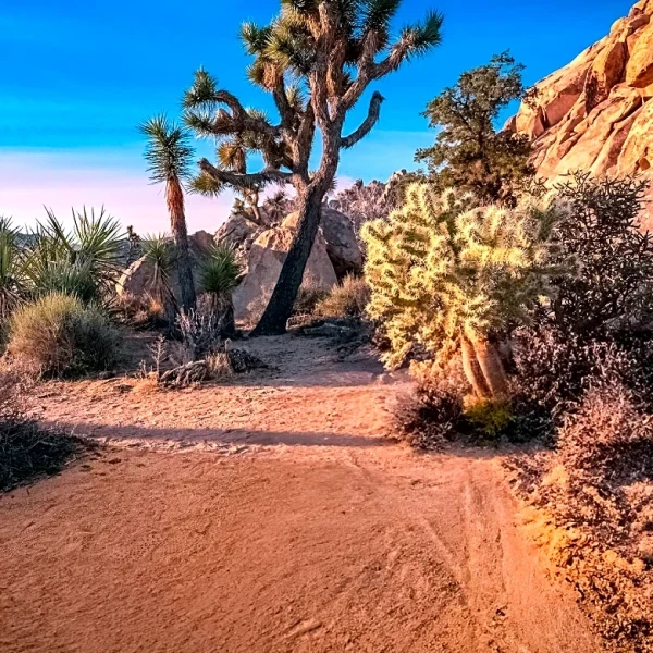 Los Angeles Times Highlights Three Desert Hikes Near L.A. for Winter Adventures