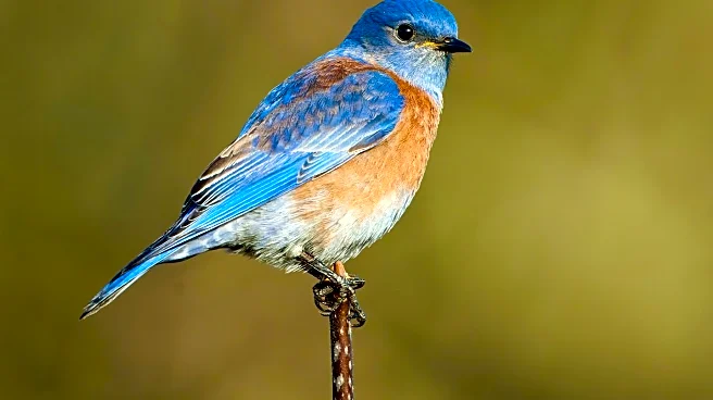 Dexter Patterson to Host Birding Event in Rockford, Engaging Community with Bird Joy