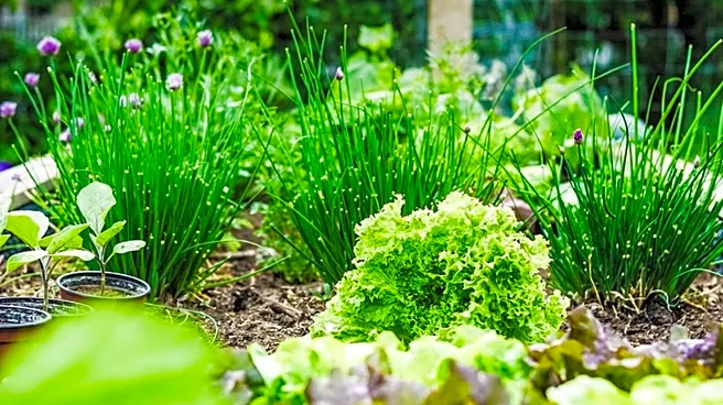 Illinois Department of Agriculture Invites Applications for 2026 Community Garden Season