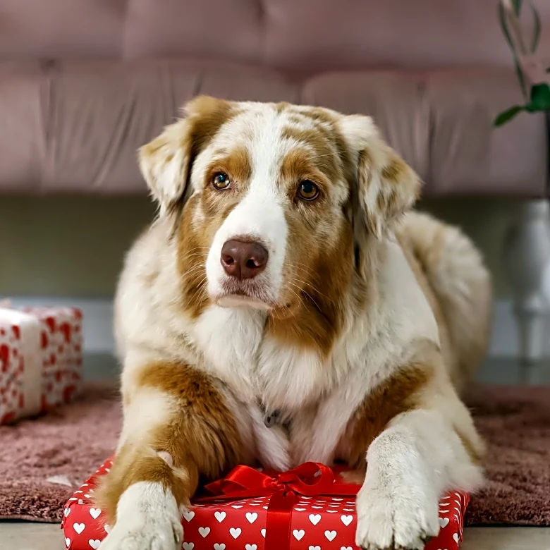 Therapy Dog Oona Delivers Valentine's Day Cards to Patients at Rehabilitation Facility