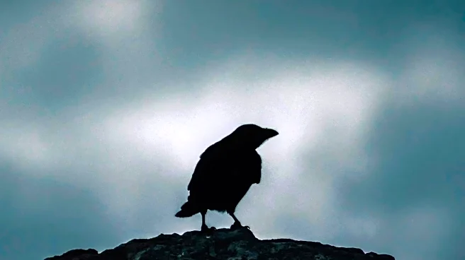 Ravens: Misunderstood Geniuses of the Animal Kingdom