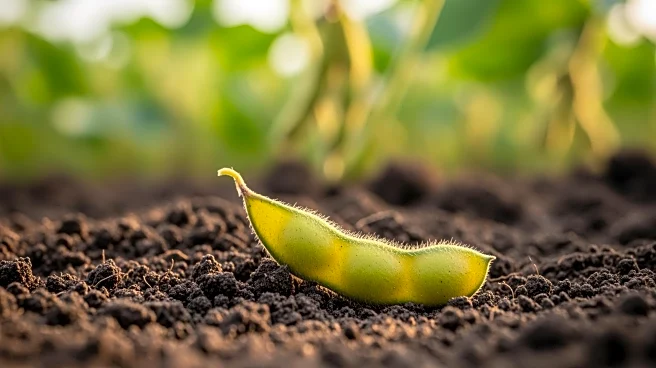 Columbus Farmer Danny Brisky Appointed to National Soybean Board