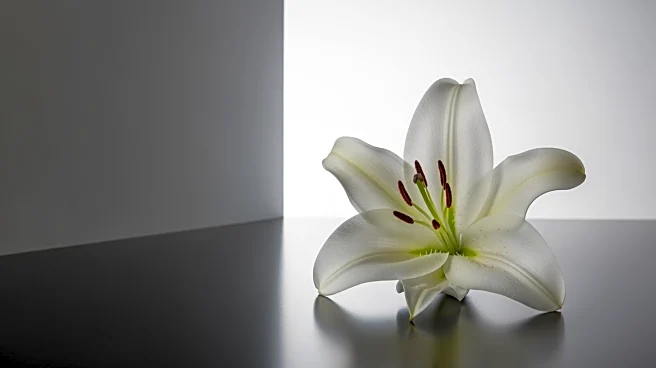 Lily Collins Named First Global Brand Ambassador for Zalando