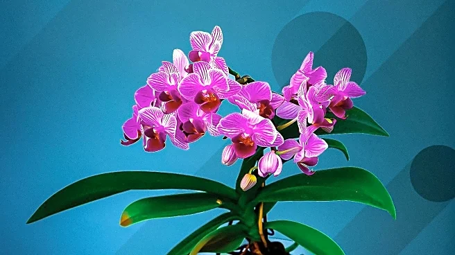 Street Artist Mr. Flower Fantastic Transforms New York Botanical Garden with Urban-Inspired Orchid Show